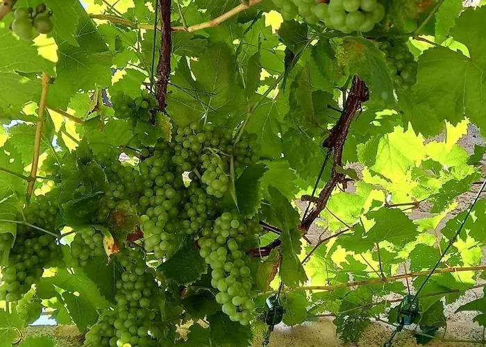 Windsor - Couette-café Waulsort